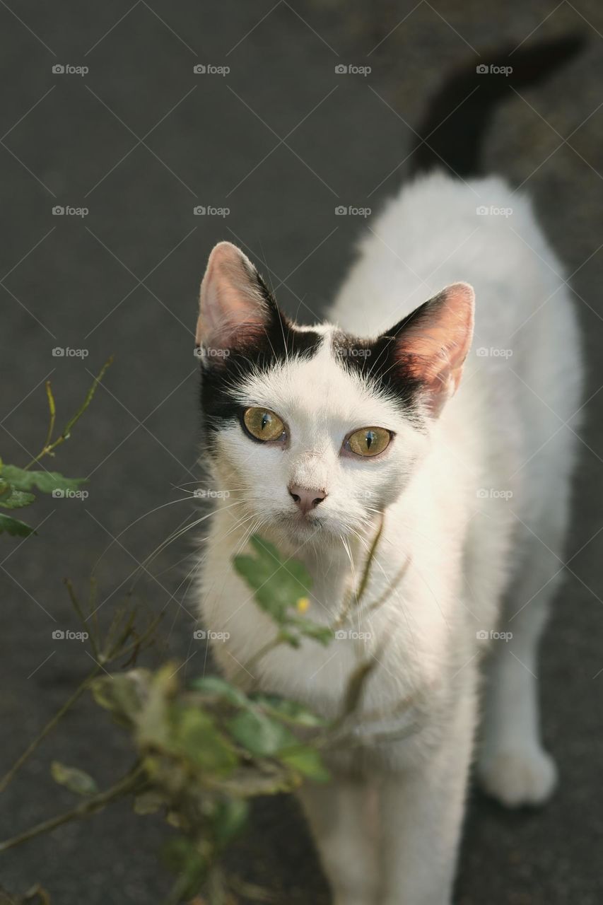 Portrait of black and white cat