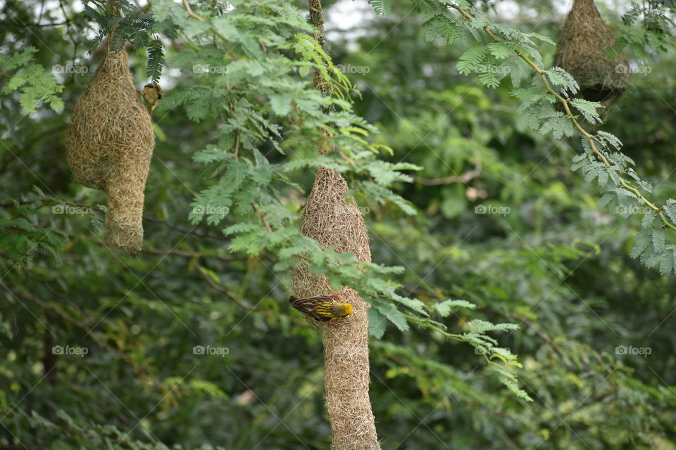 Bird and nests