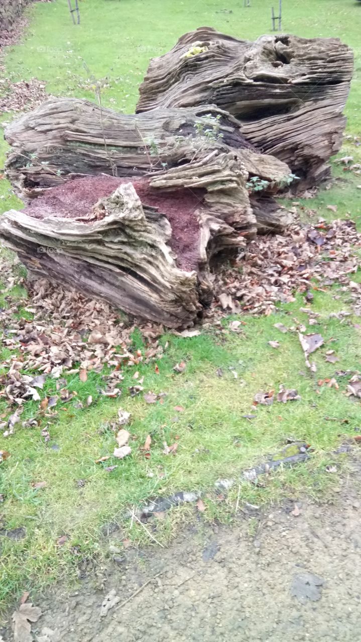 Beautiful tree bits