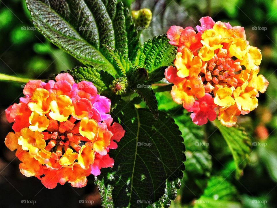 Lantana flower