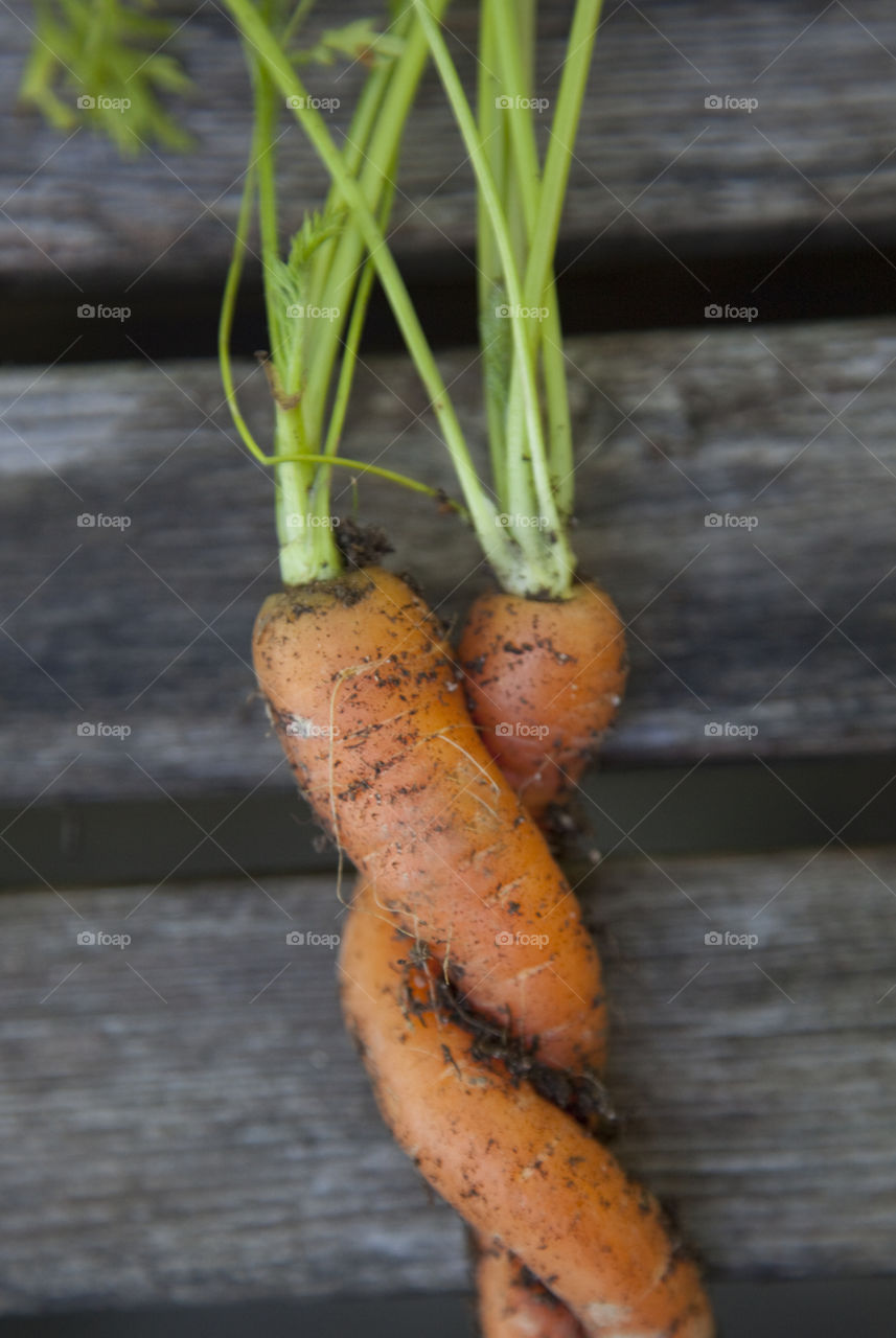 High angle view of carrot