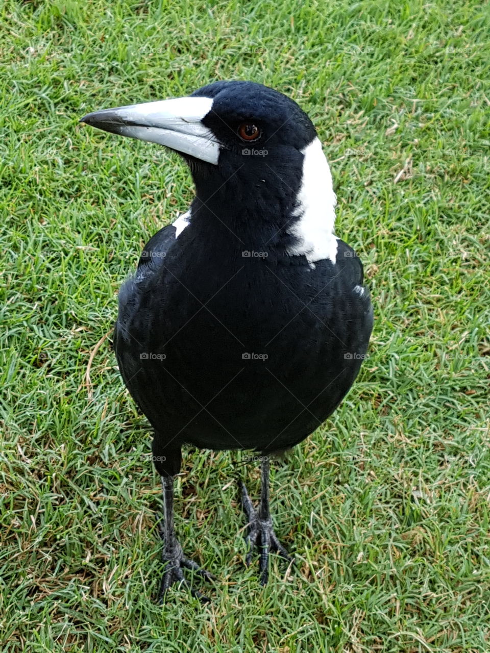 Magpie, native Australian bird