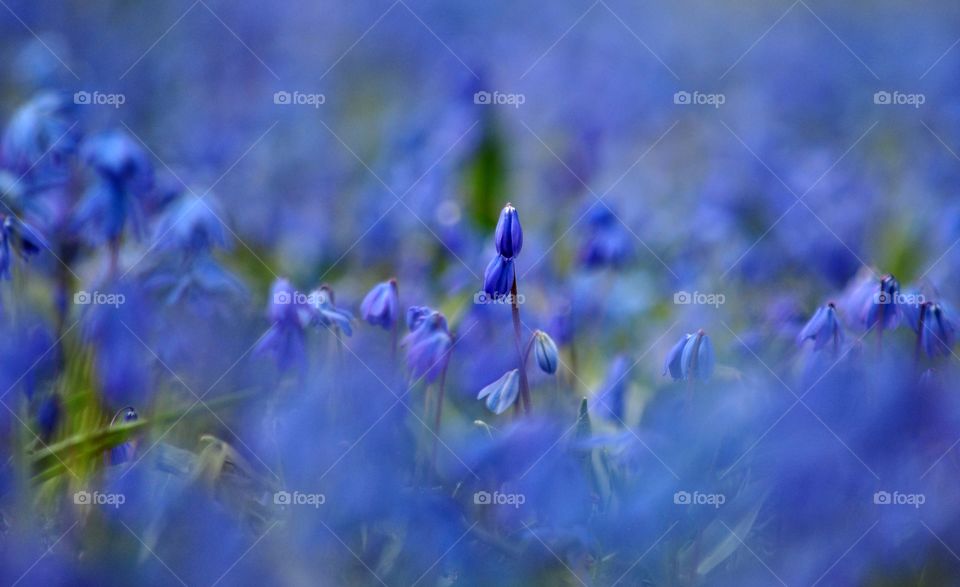 Flower, Nature, Hayfield, Field, Flora