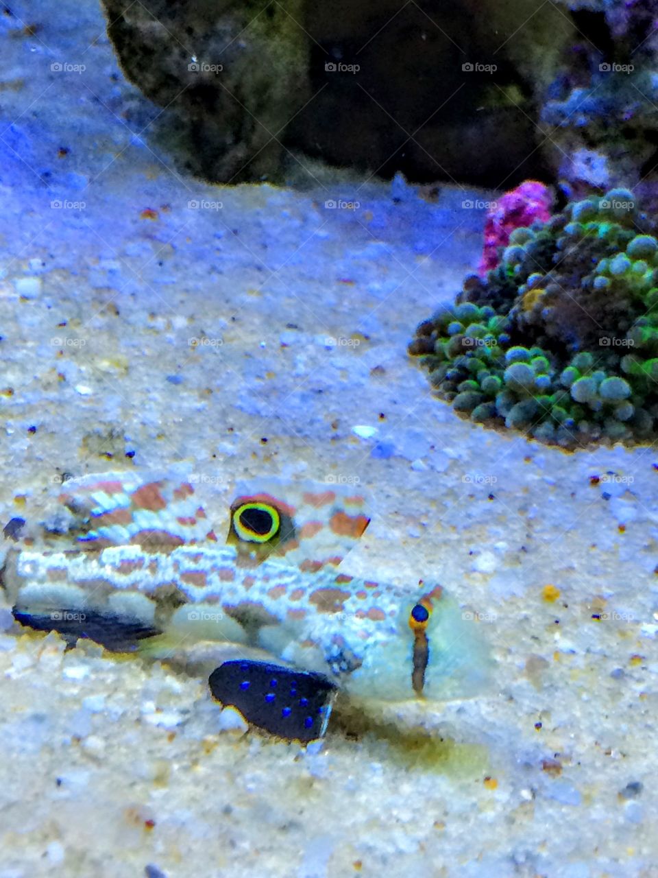 4 wheel drive goby