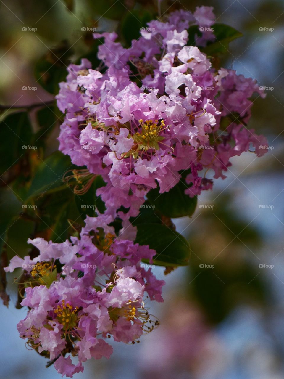 Flowering tree