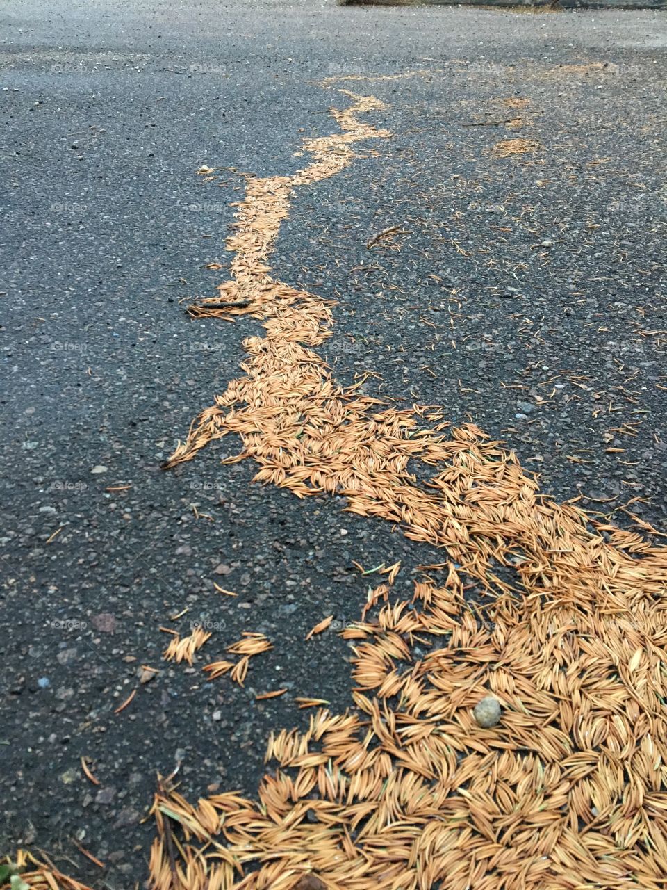 Stream of pine needles against dark background.