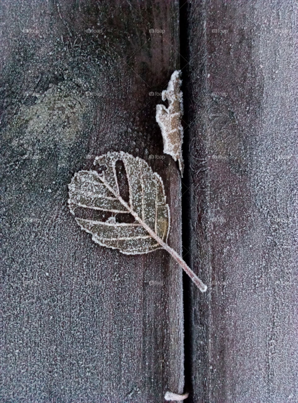 Wood, No Person, Desktop, Wooden, Nature