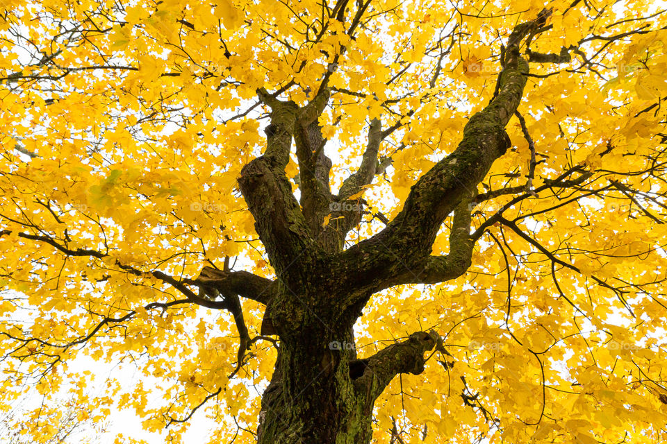 Maple tree with yellow leaves 