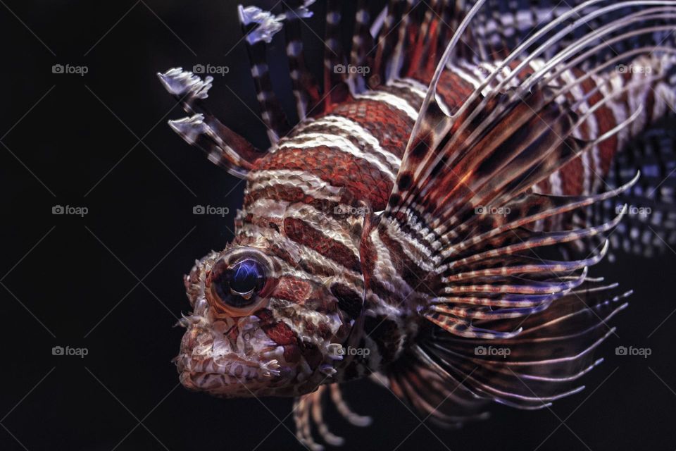 Beautiful and colourful fish