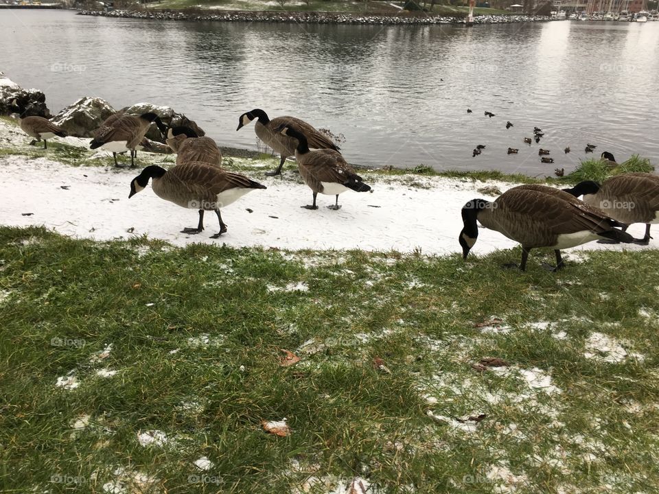 Hungry geese on a snow 