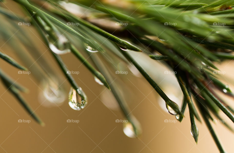 pines leafs reflected on water drop