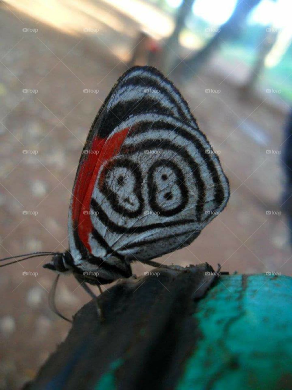 Brasilian butterflies