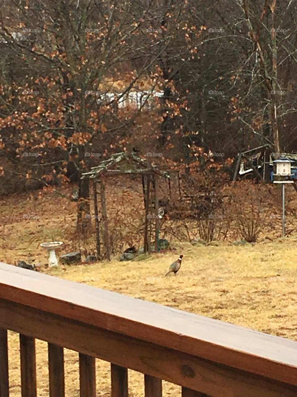 Nice day brings new neighbors... the pheasant’s are here!