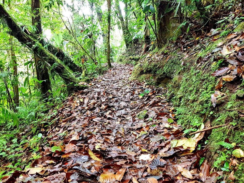 Bosque Eterno de los Niños, Monteverde, Costa Rica