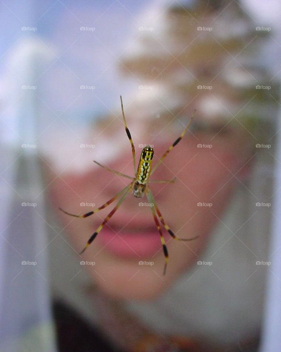 Spider in my Window