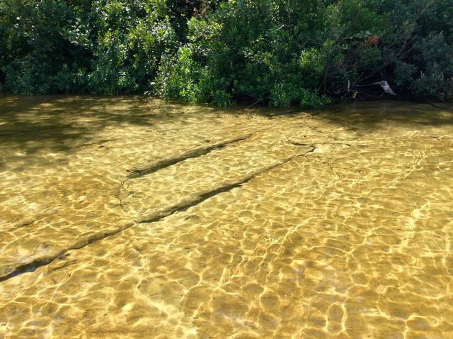 Shallow lake edge