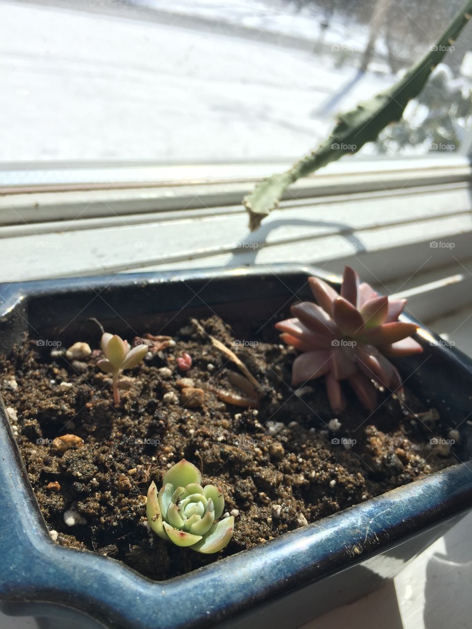 Succulents growing