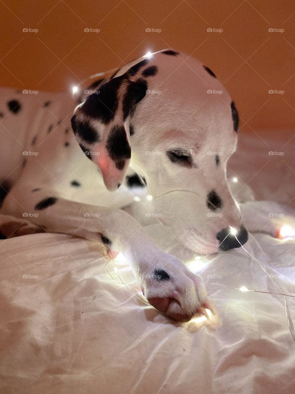 Dog Dalmatian 