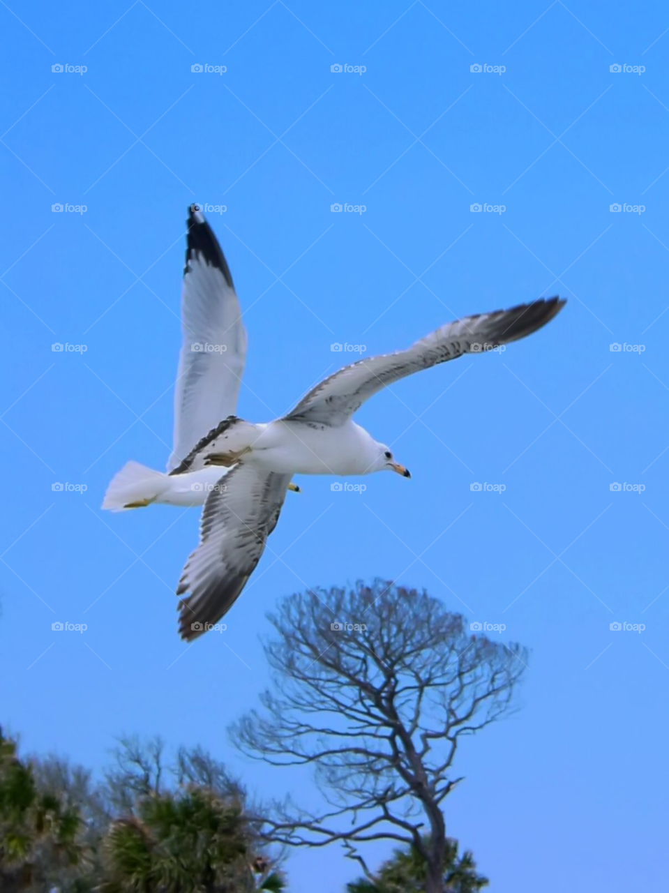 beach bird seagull by wme