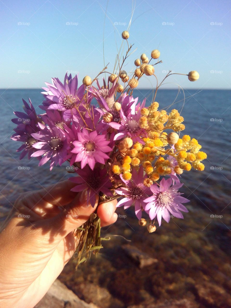 Nature, Flower, Summer, No Person, Beautiful