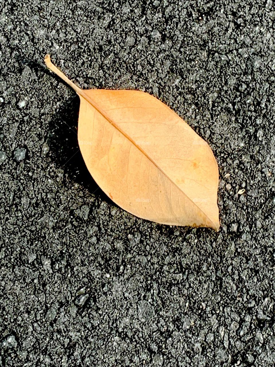 Single leaf on asphalt 