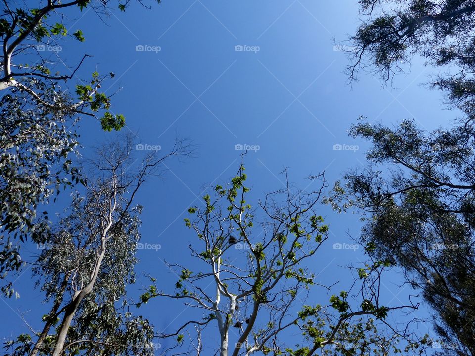 Looking up during hike