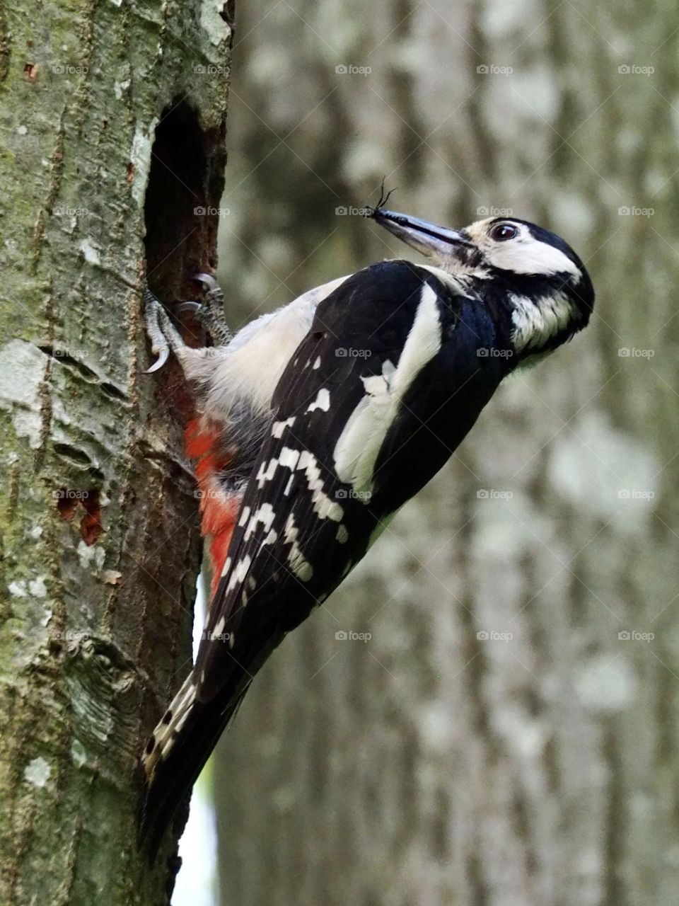 Woodpecker