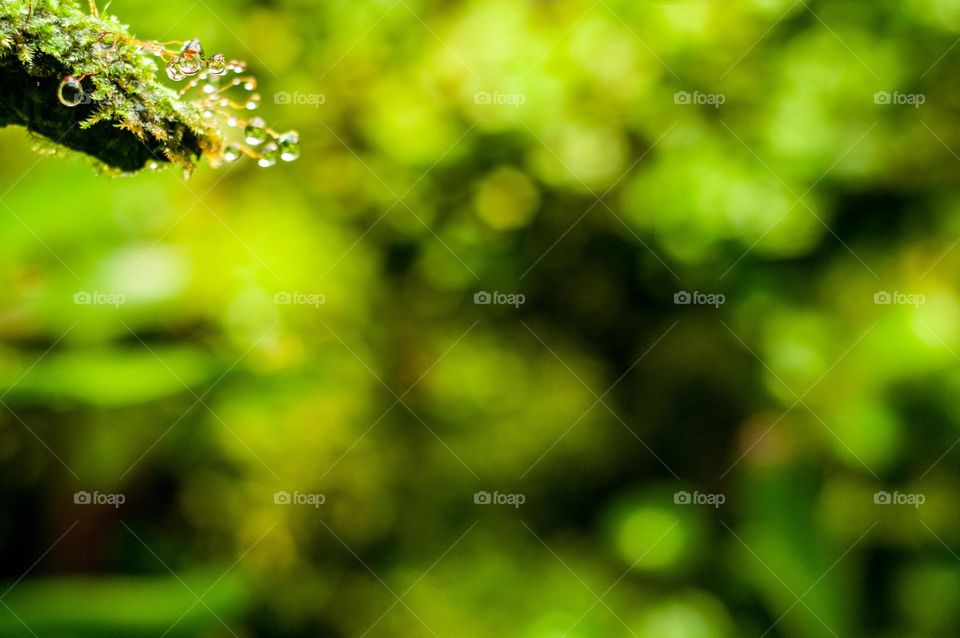 Drops of water on green plant. Natural background. Zoomed in 