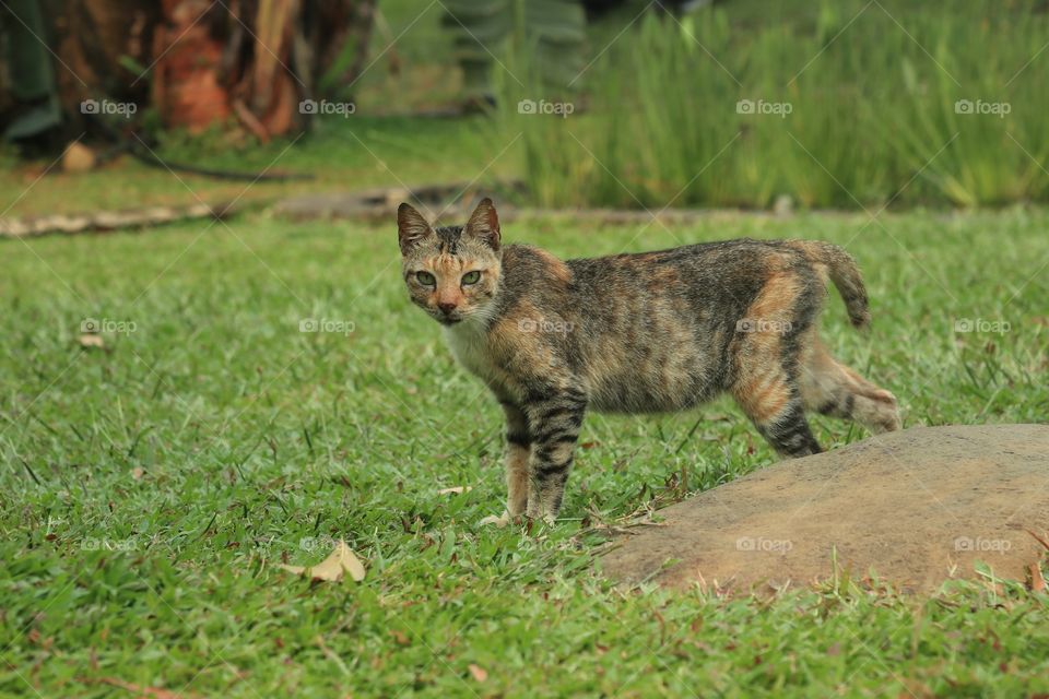 A cat on a green field