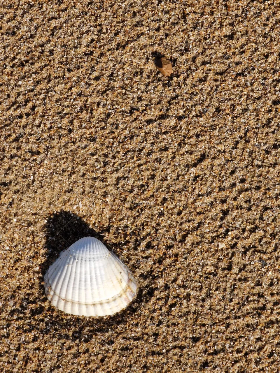Muschel im Sand
