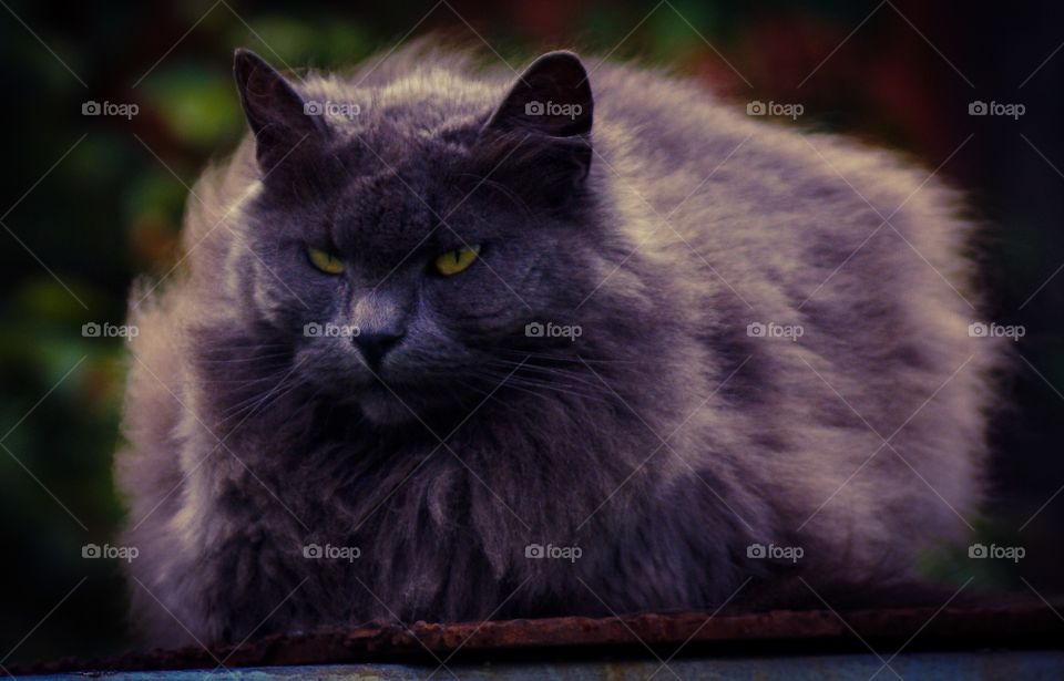 Cat. A beautiful longhaired cat