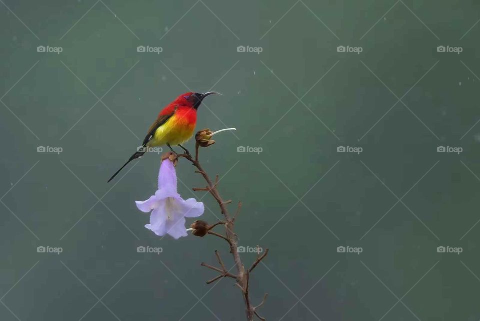 Colors in the Collision of Plant and Animal Spirits in Nature