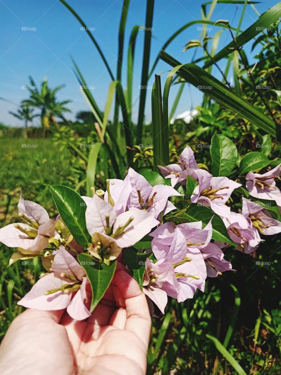 pink flowers