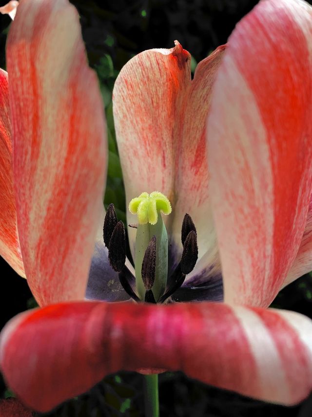 Blooming Flower 