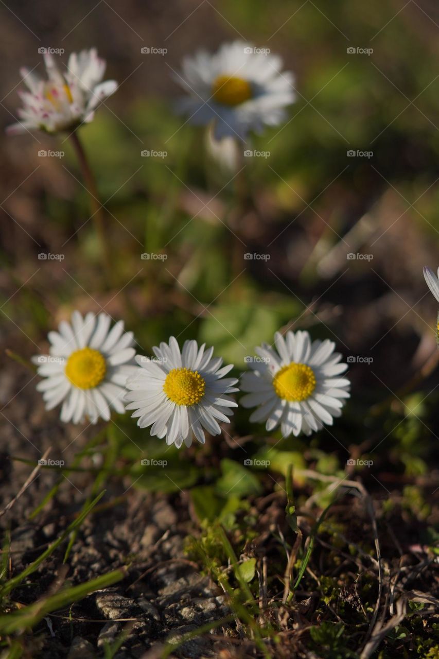 Three daisies 