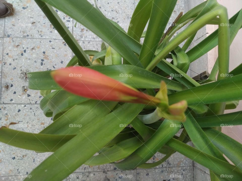 red Lilly striped Barbados flower bud growing up very beautiful generally found everywhere fresh seasonal