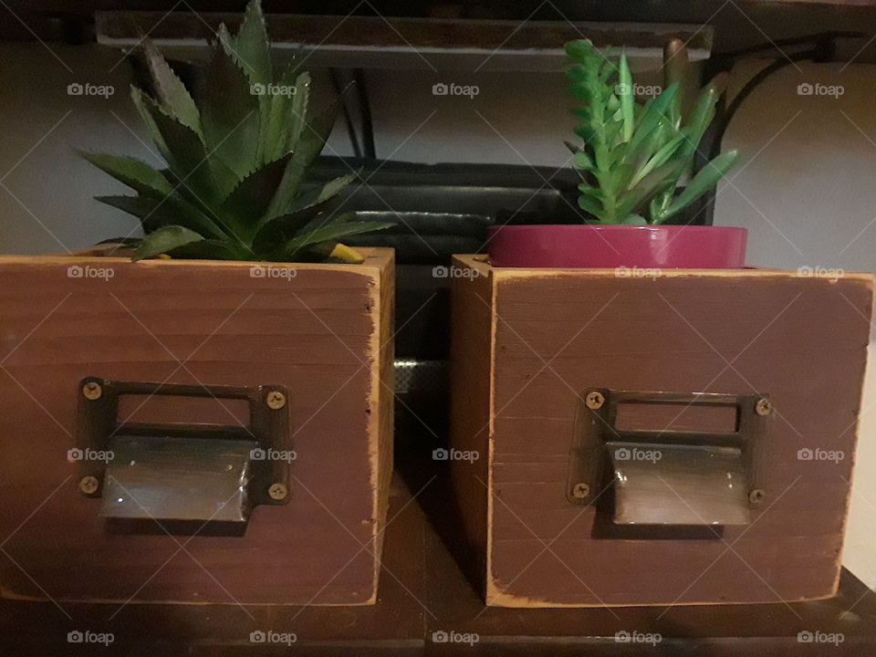 succulent boxes