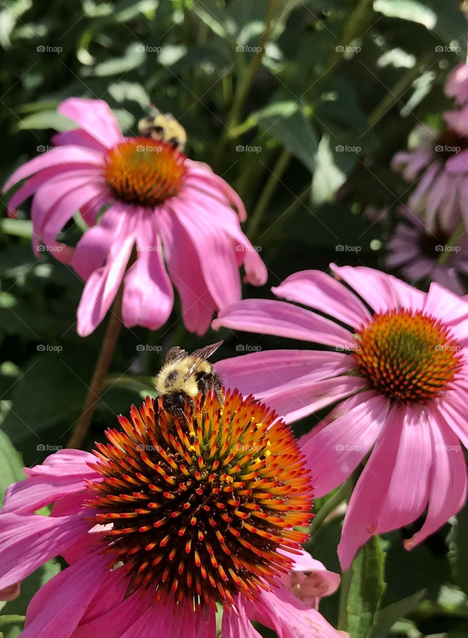 Honeybee on a coneflower