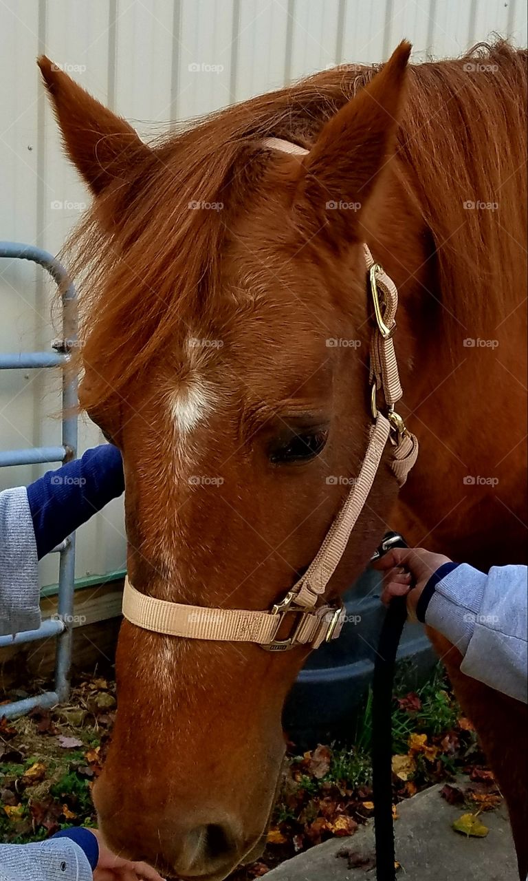 close-up of a horse