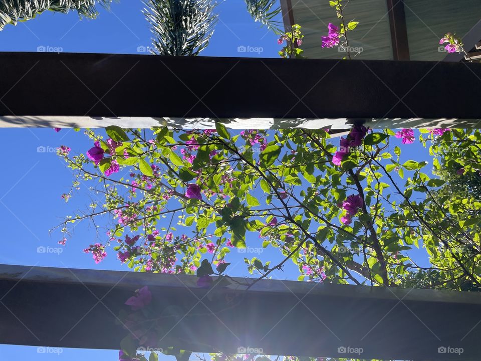 Flores e céu azul