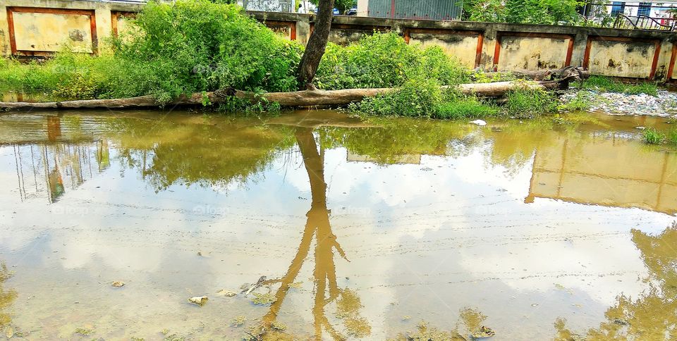 tree reflection in water