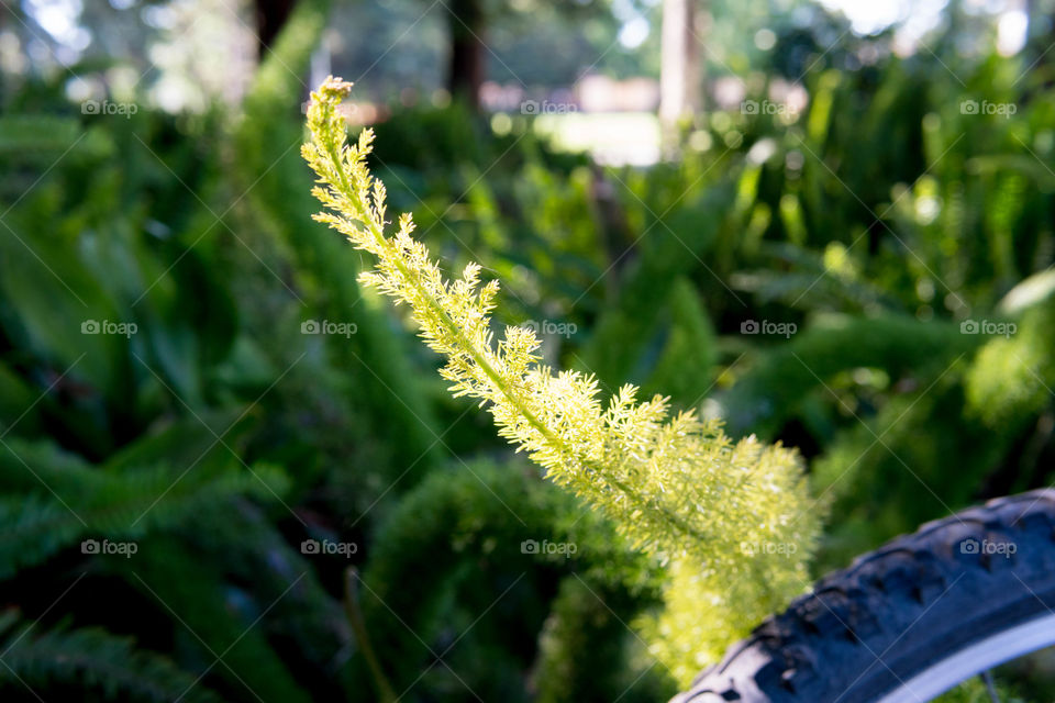Bright Fern
