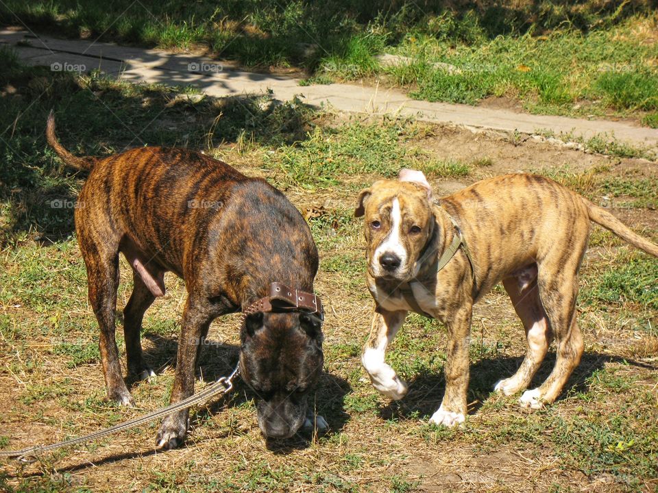 adult pit bull and puppy взрослый питбуль и щенок
