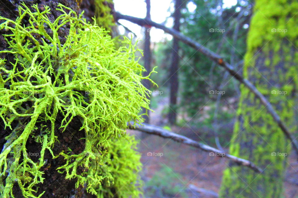 Moss growing on tree