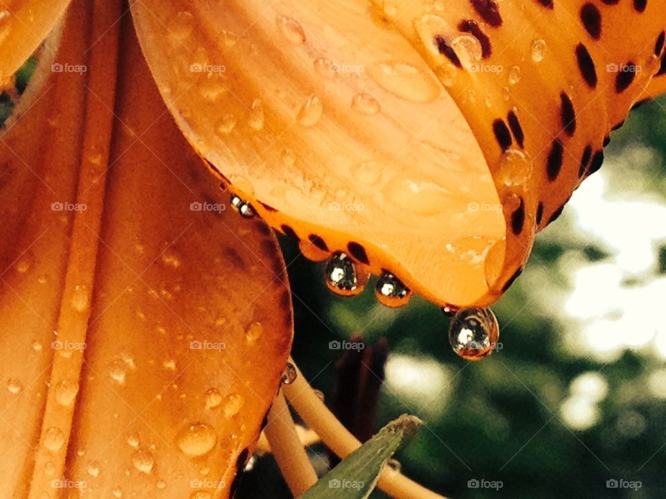 Tiger lily drops