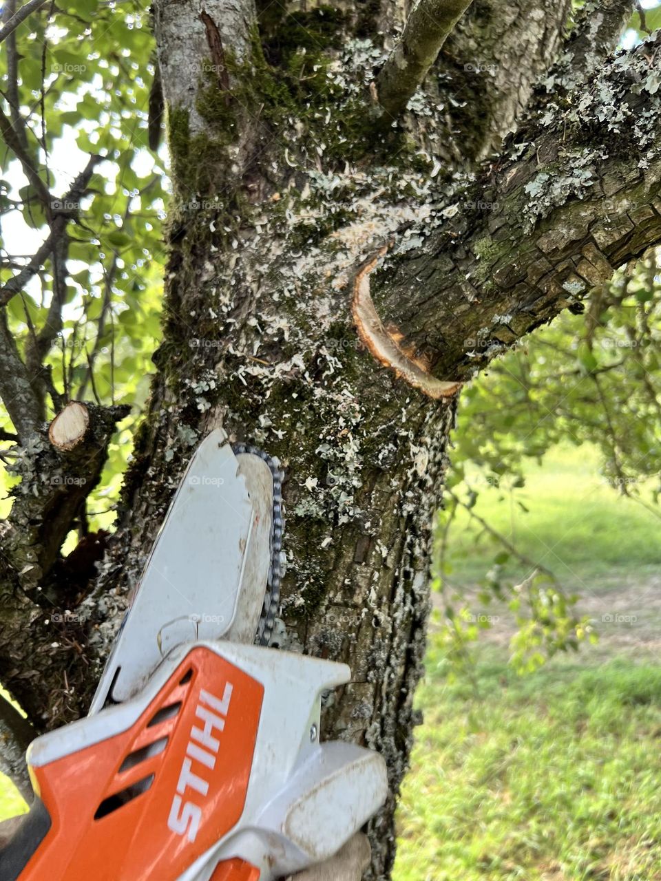 Stihl in the garden 