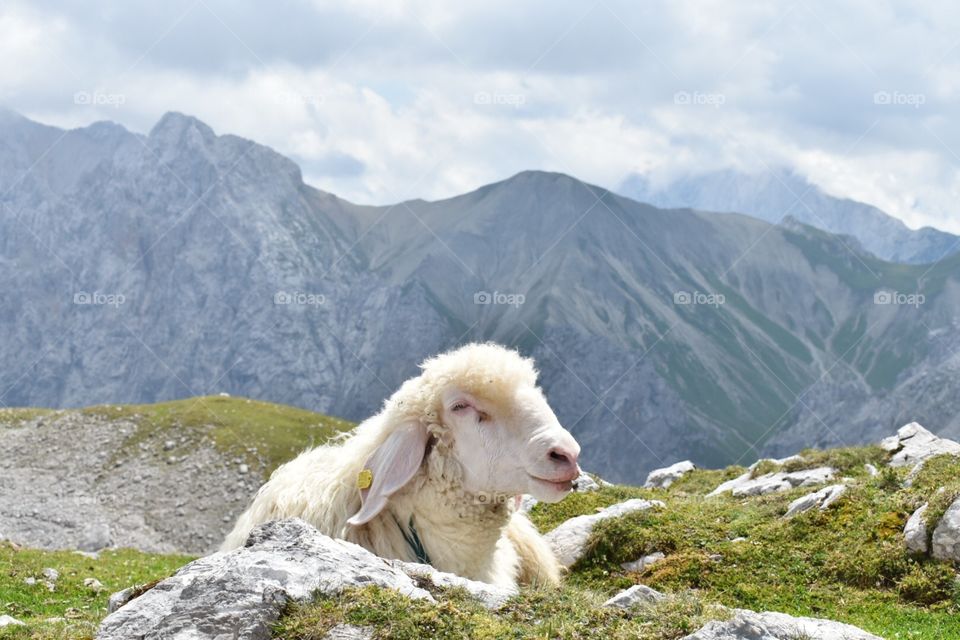 Sheep somewhere in the mountains 