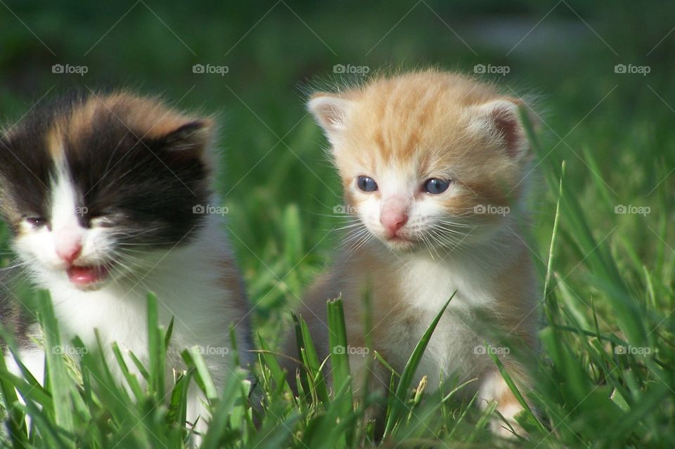 Small Kittens Playing in the Grass