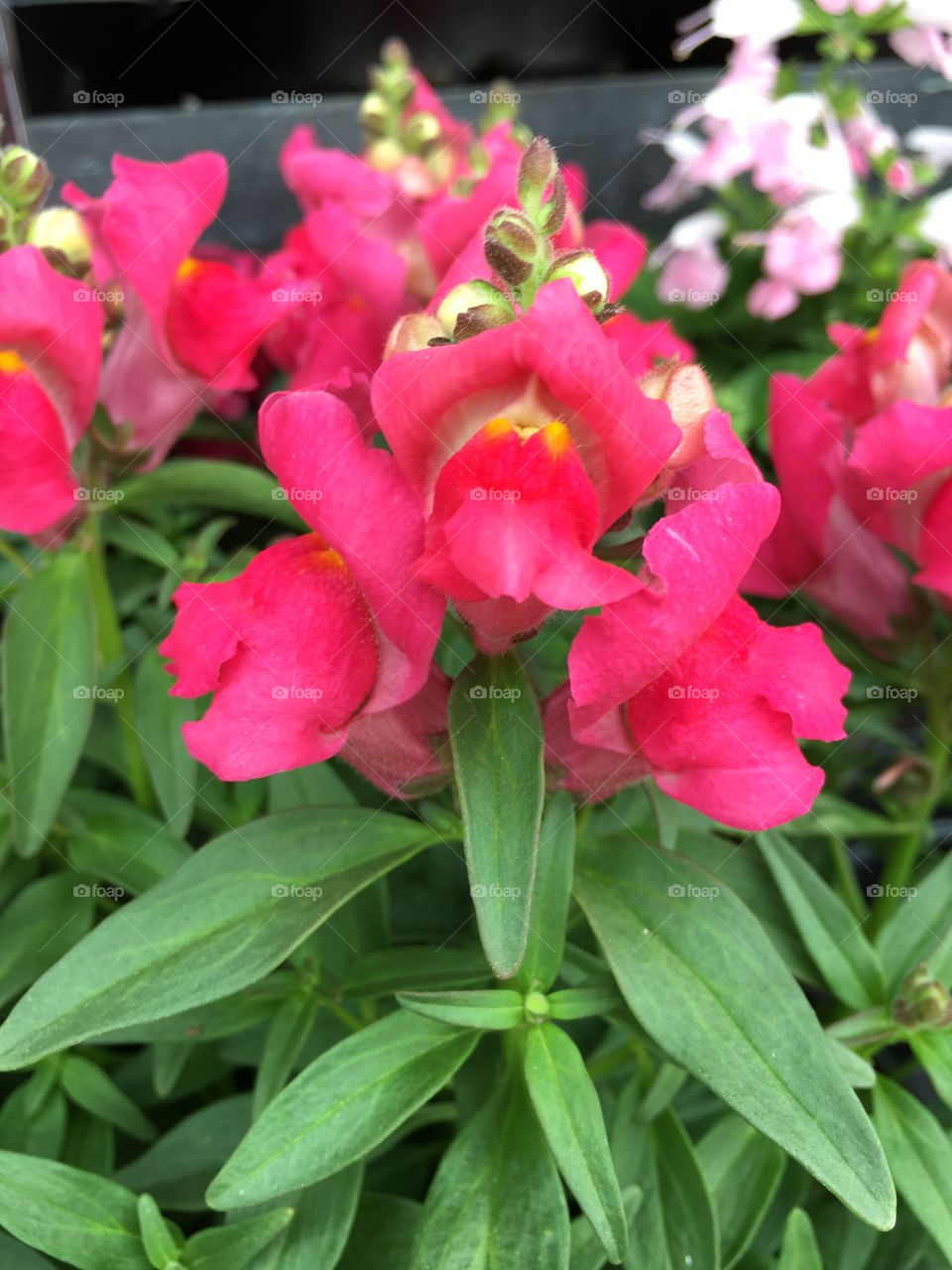 Snapdragons