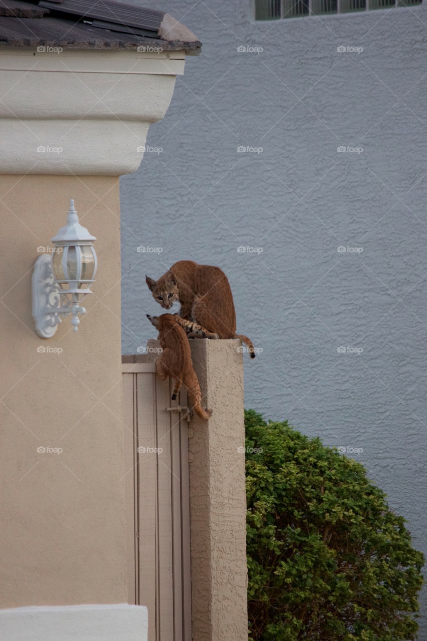 Bobcats in my neighborhood